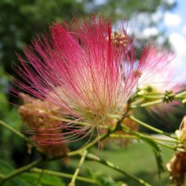 Albizia Julibri Plant - Rain Tree, Silk Tree, Pink Siris
